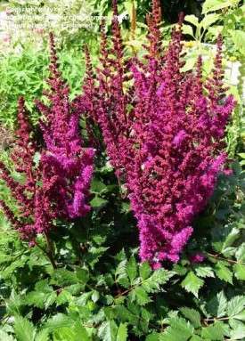 Astilbe - chinensis Vision in red
